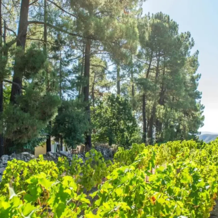 Terra Villa Immobilier Terrain De Loisir A Vendre Uzes Joyeuse05